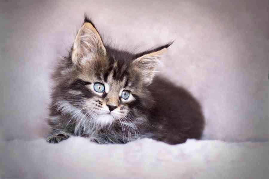 Koťata Mainské mývalí koťata na prodej - foto 2