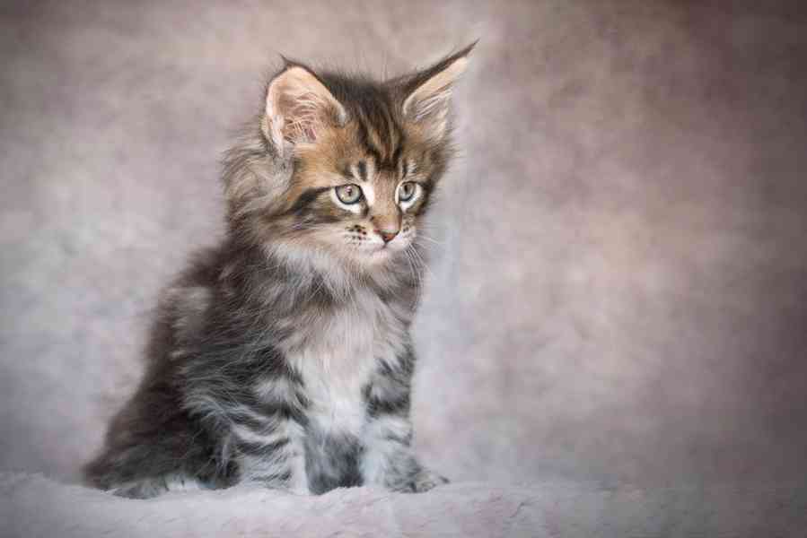 Koťata Mainské mývalí koťata na prodej - foto 4