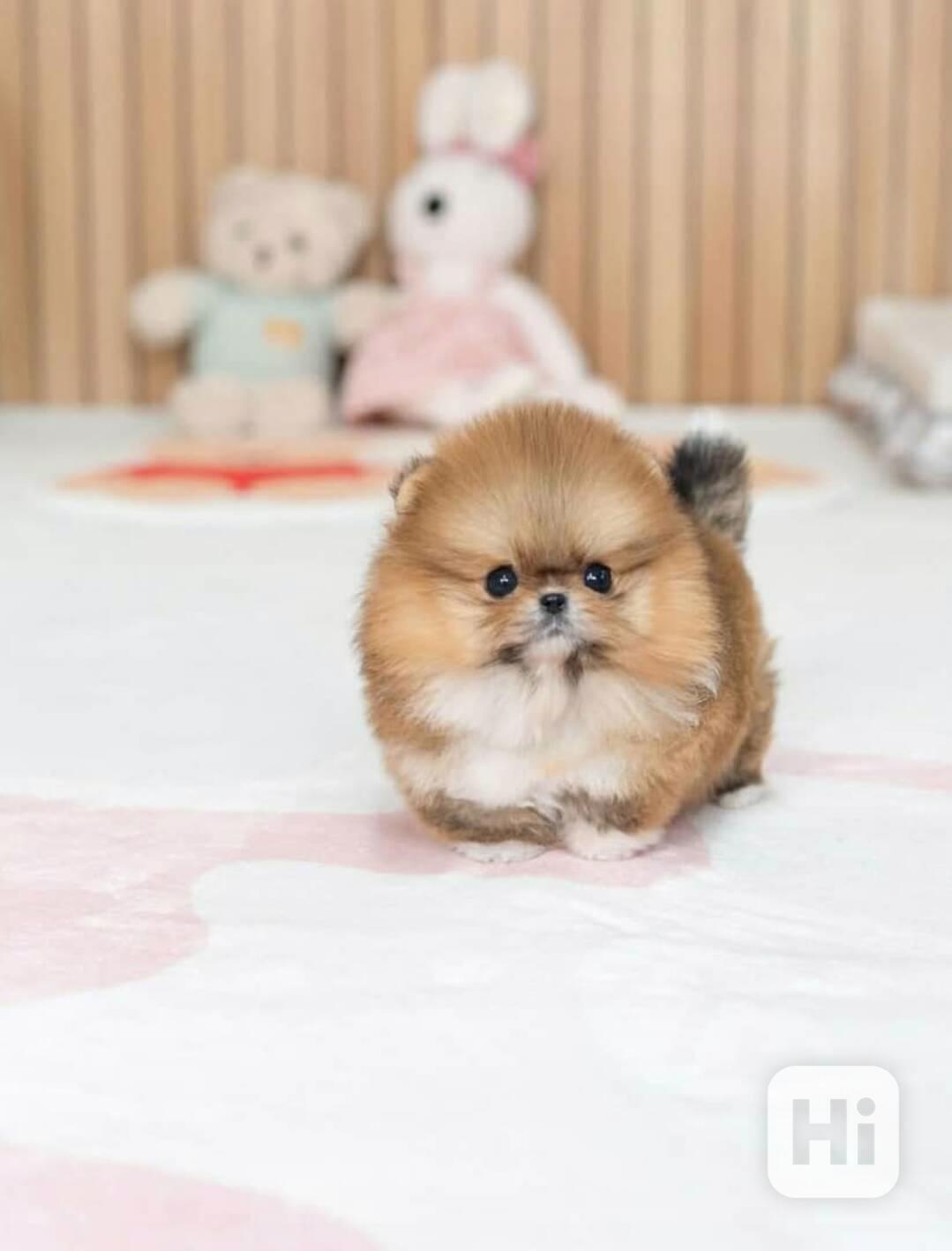 Hledám nový domov pro svá štěňata pomeraniana. - foto 1