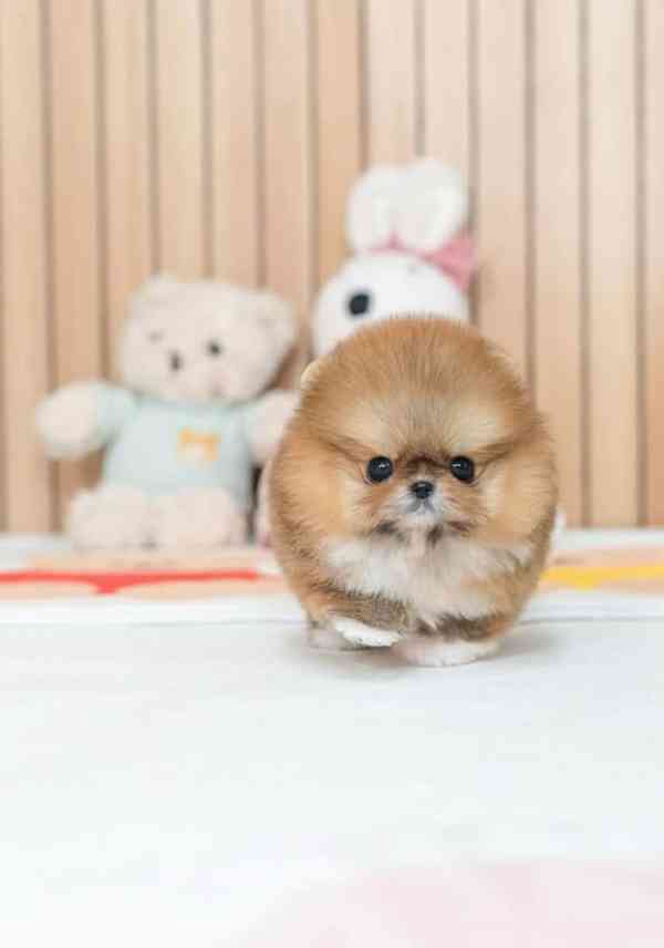 Hledám nový domov pro svá štěňata pomeraniana. - foto 2