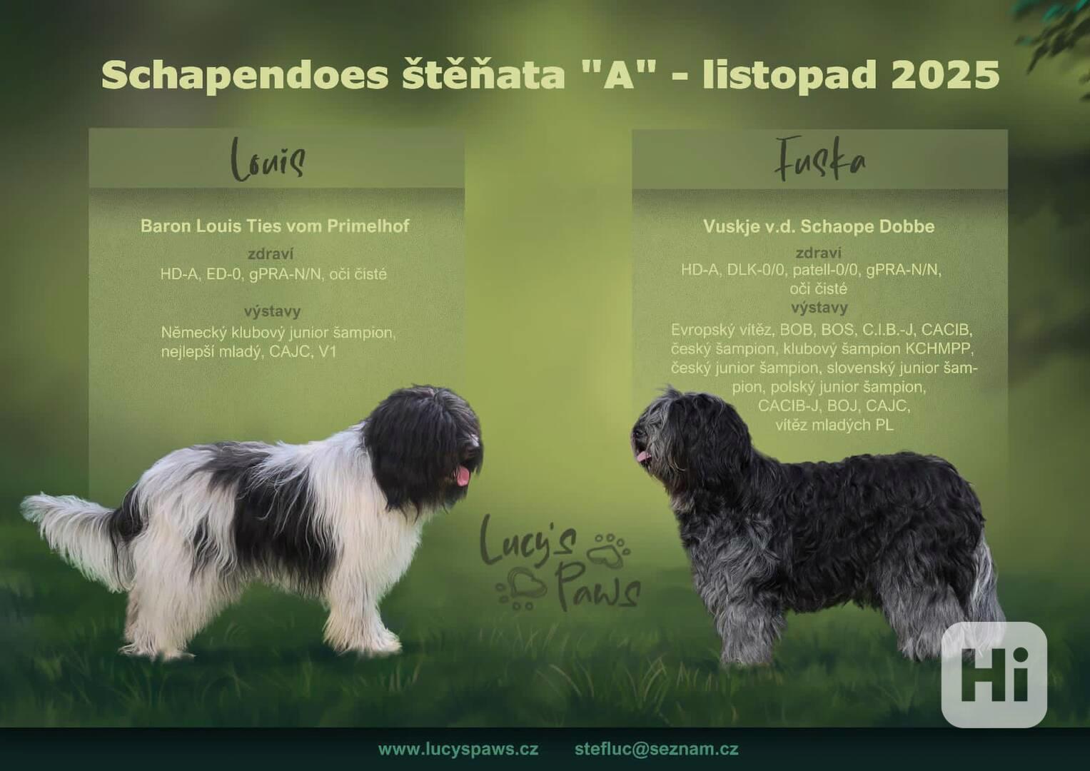 Štěňata Schapendoes s PP - foto 1