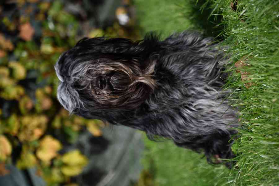 Štěňata Schapendoes s PP - foto 2