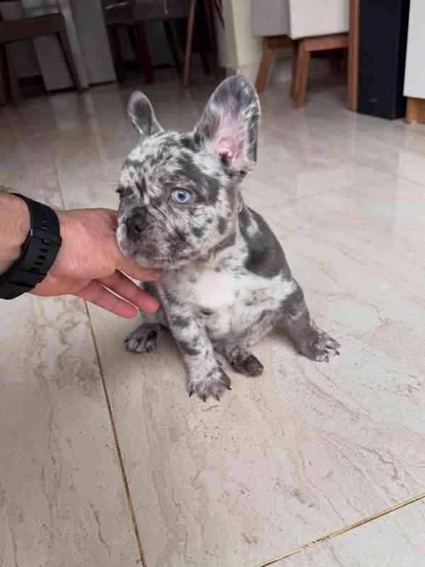 Tato nádherná štěňata anglického buldoka - foto 1