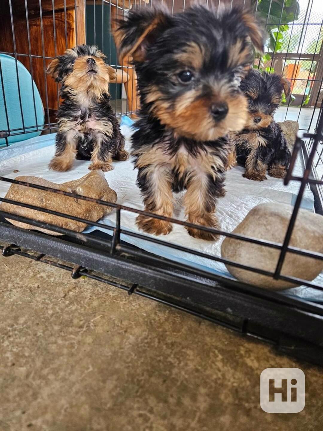 Roztomilá štěňátka jorkšírského teriéra - foto 1