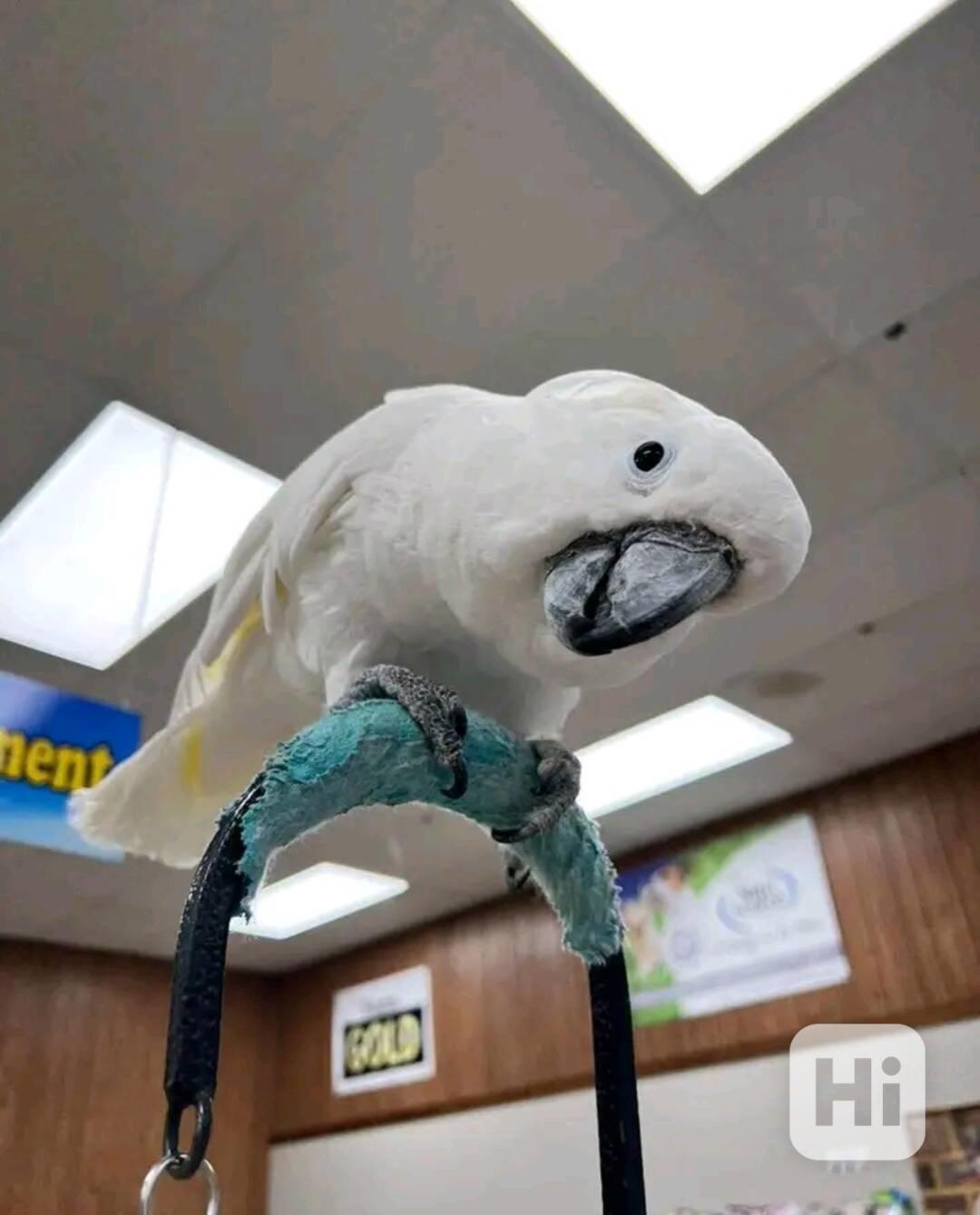 Velmi přátelští papoušci kakadu na prodej - foto 1