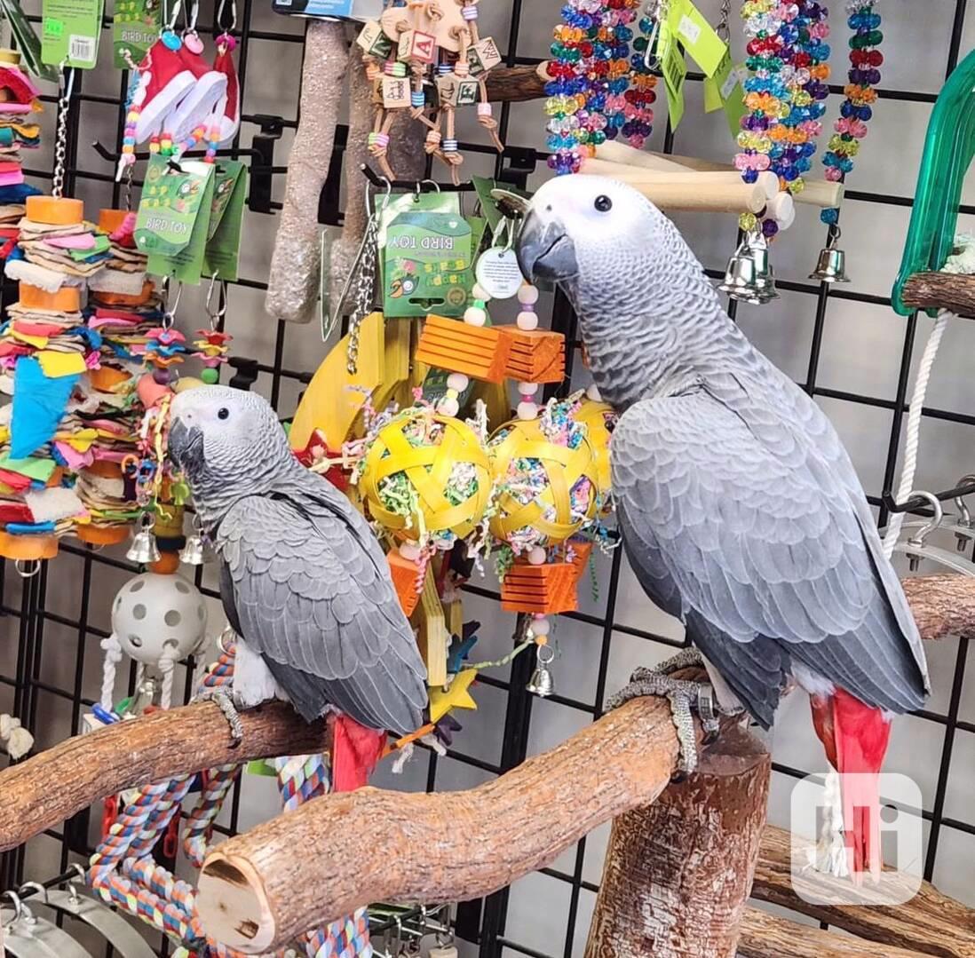 Výjimeční afričtí papoušci šedí – elitní společníci - foto 1