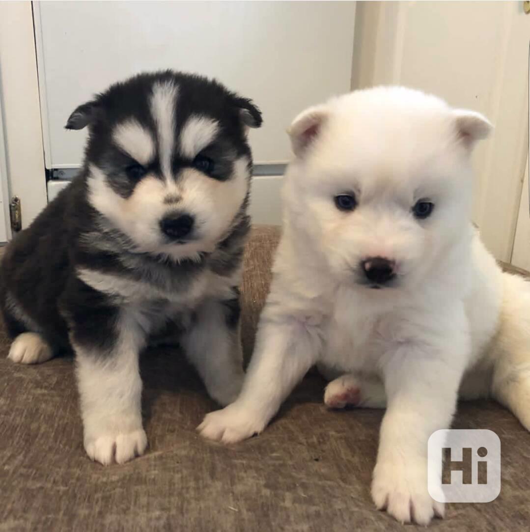Štěňata sibiřského huskyho k adopci zdarma fijfhjj - foto 1