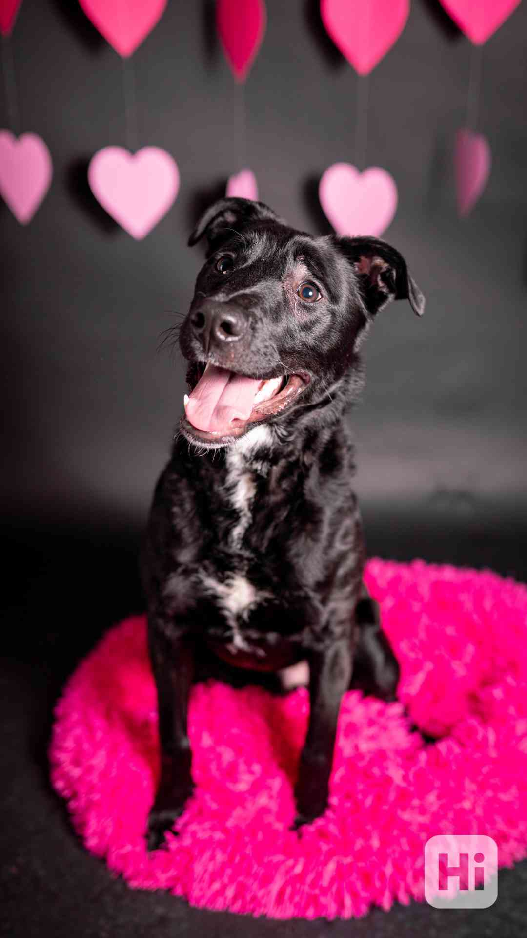 Rango - bláznivý puberťák, bull kříženec, 10 měsíců - foto 1