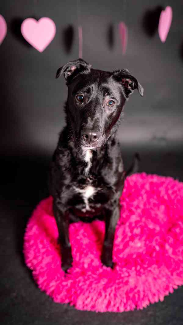 Rango - bláznivý puberťák, bull kříženec, 10 měsíců - foto 2