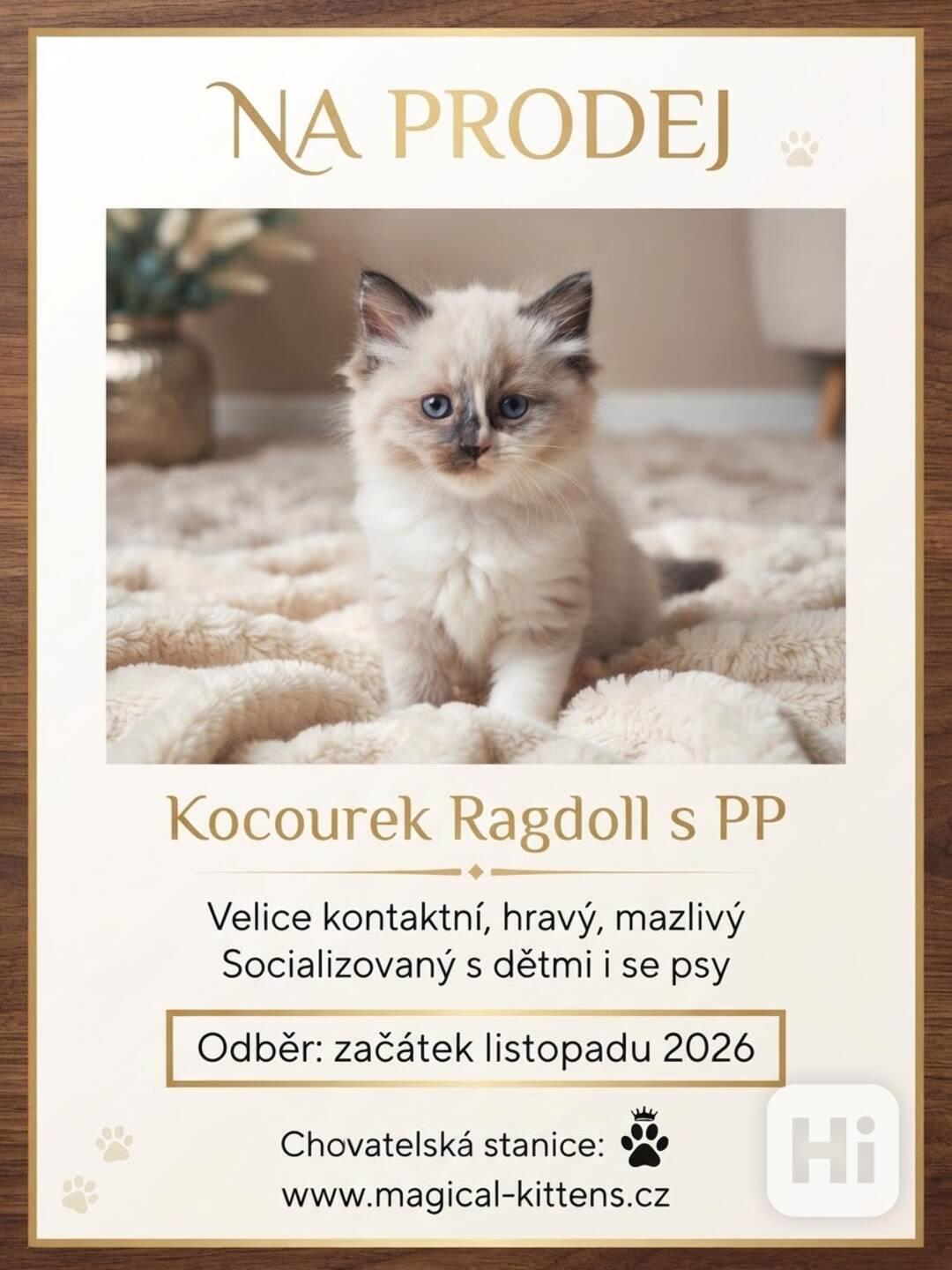 koťátko Ragdoll s PP - foto 1