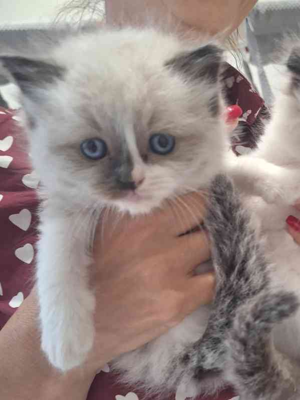 koťátko Ragdoll s PP - foto 3