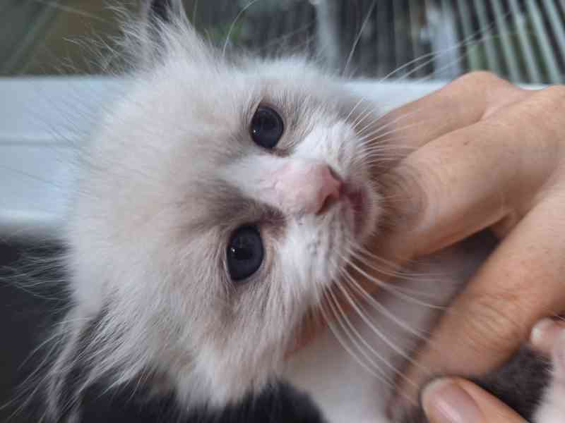 koťátko Ragdoll s PP - foto 4