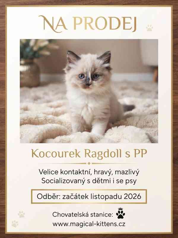 koťátko Ragdoll s PP - foto 1