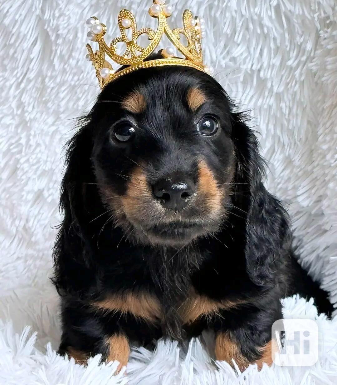 Štěňata jezevčíka samec a samice k adopci - foto 1