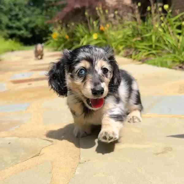Štěňata jezevčíka samec a samice k adopci - foto 3