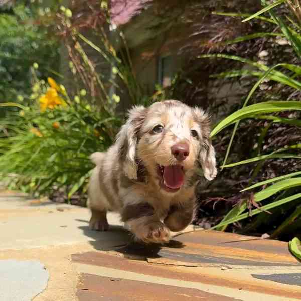 Štěňata jezevčíka samec a samice k adopci - foto 2