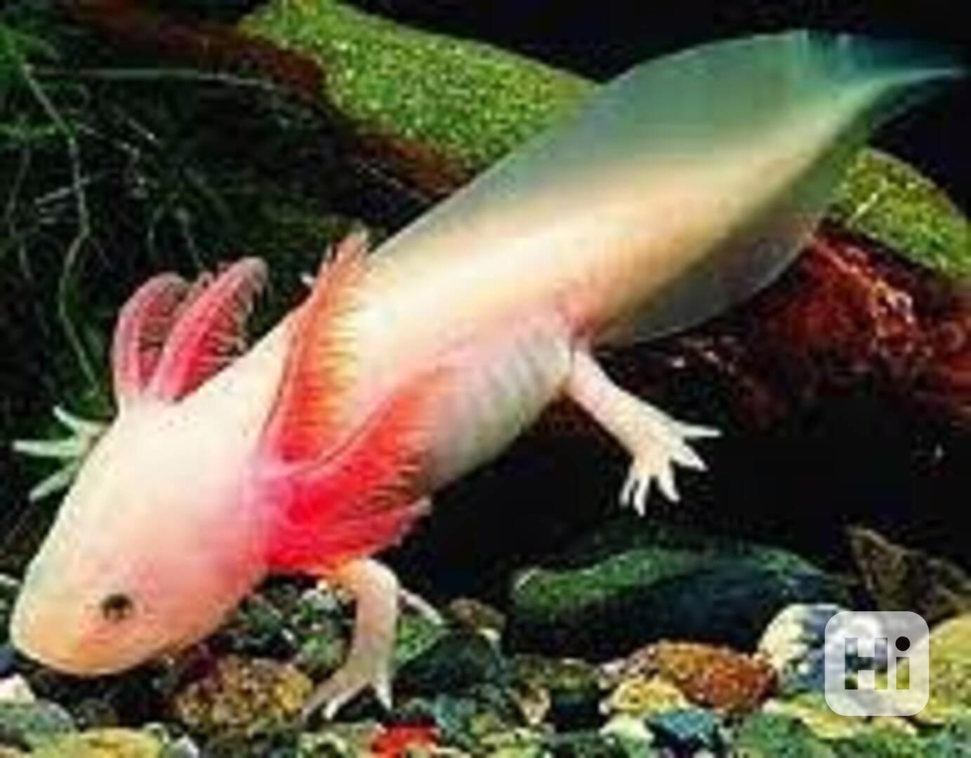 Axolotl (vodní dráček) - foto 1