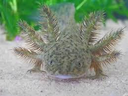 Axolotl (vodní dráček) - foto 3