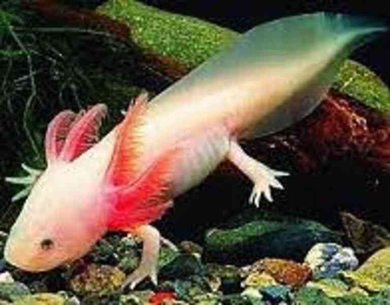 Axolotl (vodní dráček) - foto 1