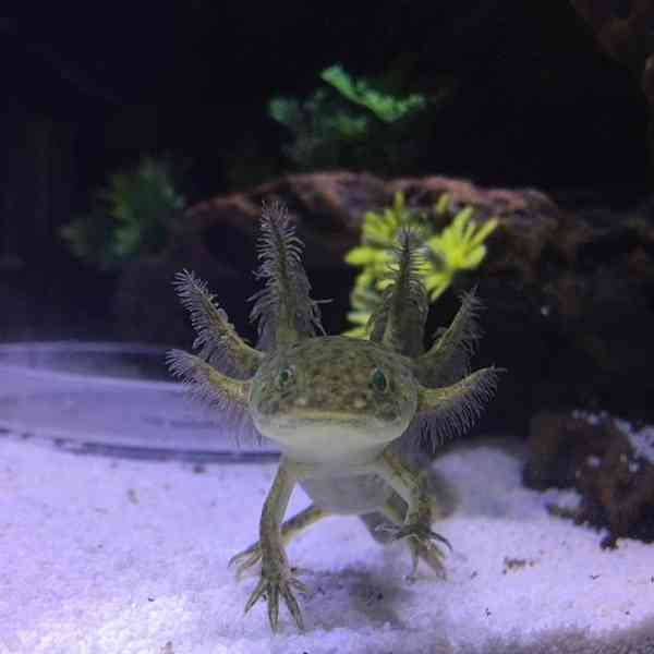 Axolotl (vodní dráček) - foto 4