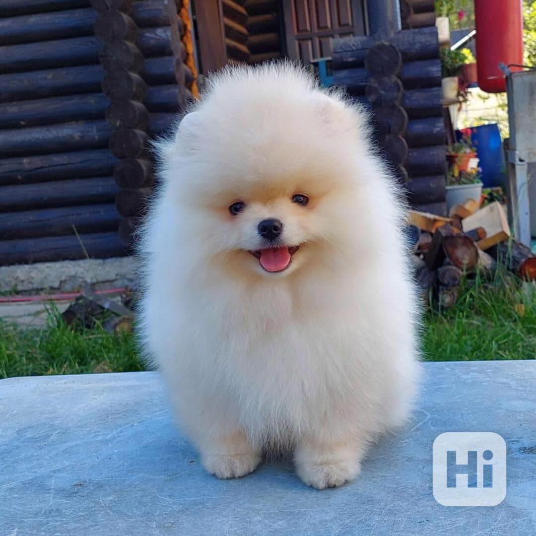 Roztomilý a roztomilý pomeranian - foto 1