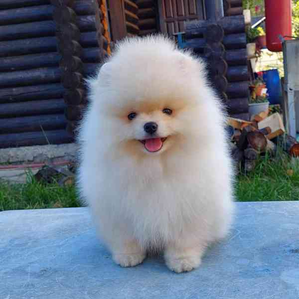 Roztomilý a roztomilý pomeranian - foto 1