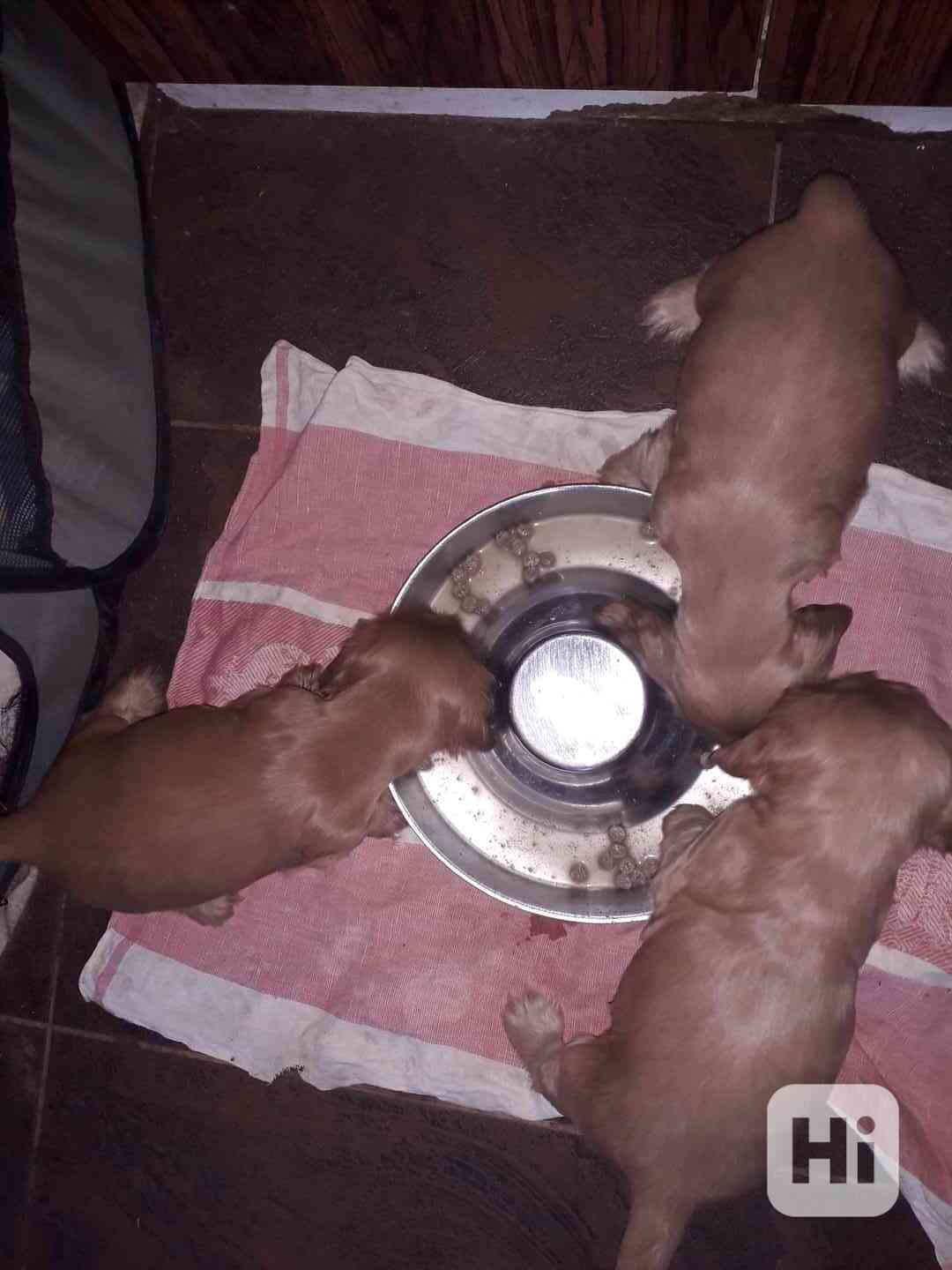 Anglický kokršpaněl zlatý - štěňata - foto 1