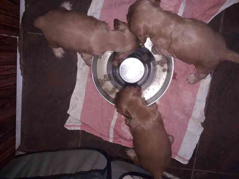 Anglický kokršpaněl zlatý - štěňata - foto 3