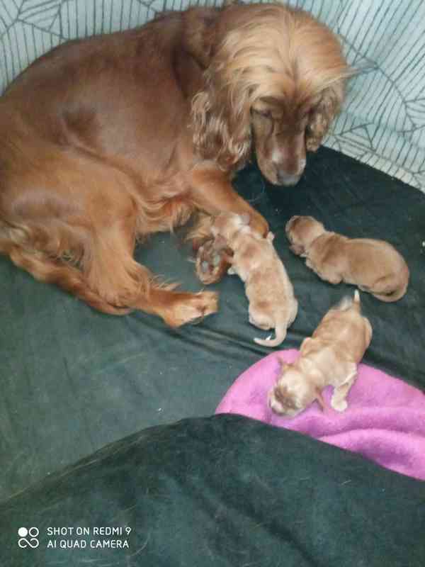 Anglický kokršpaněl zlatý - štěňata - foto 6