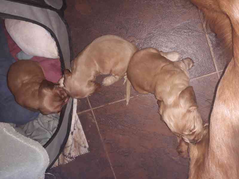 Anglický kokršpaněl zlatý - štěňata - foto 7