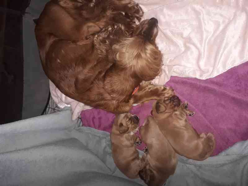 Anglický kokršpaněl zlatý - štěňata - foto 2