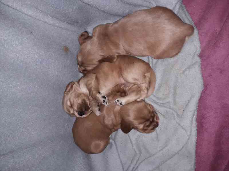 Anglický kokršpaněl zlatý - štěňata - foto 5