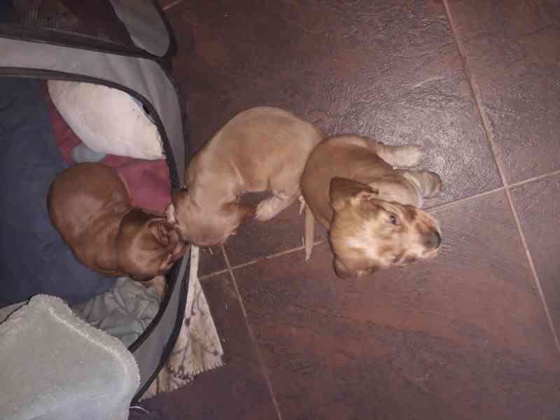 Anglický kokršpaněl zlatý - štěňata - foto 4