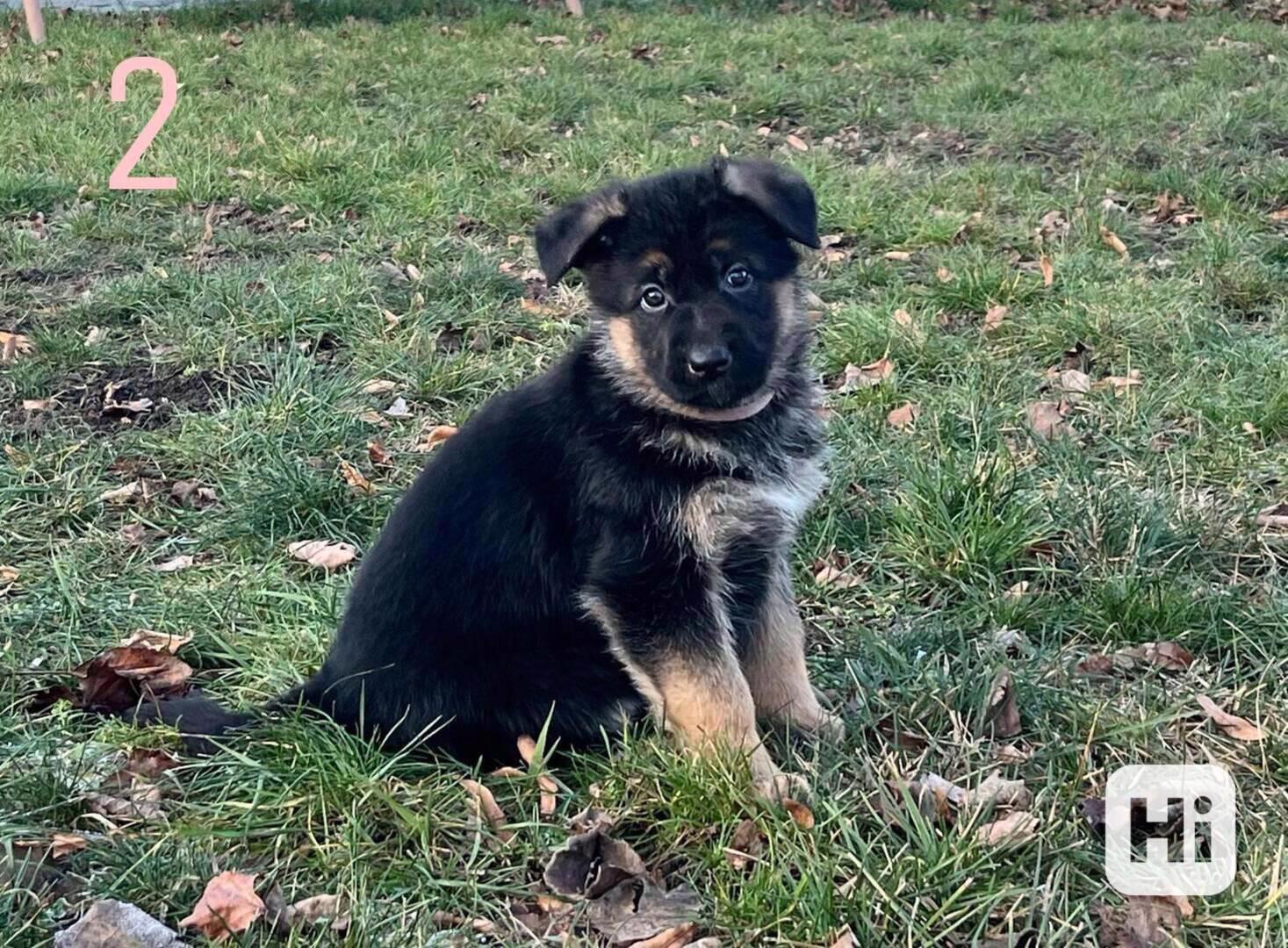 Německý ovčák štěňata - foto 1