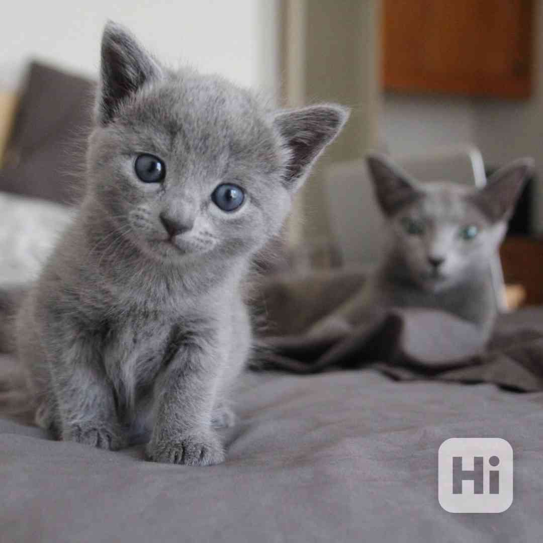 Ruská modrá koťátka  máme k adopci - foto 1