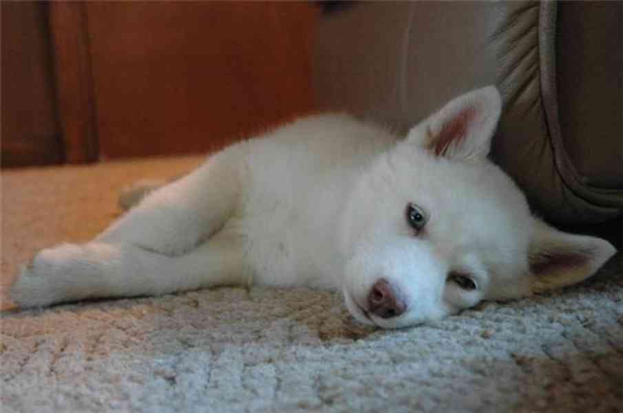 Štěňátka sibiřský husky