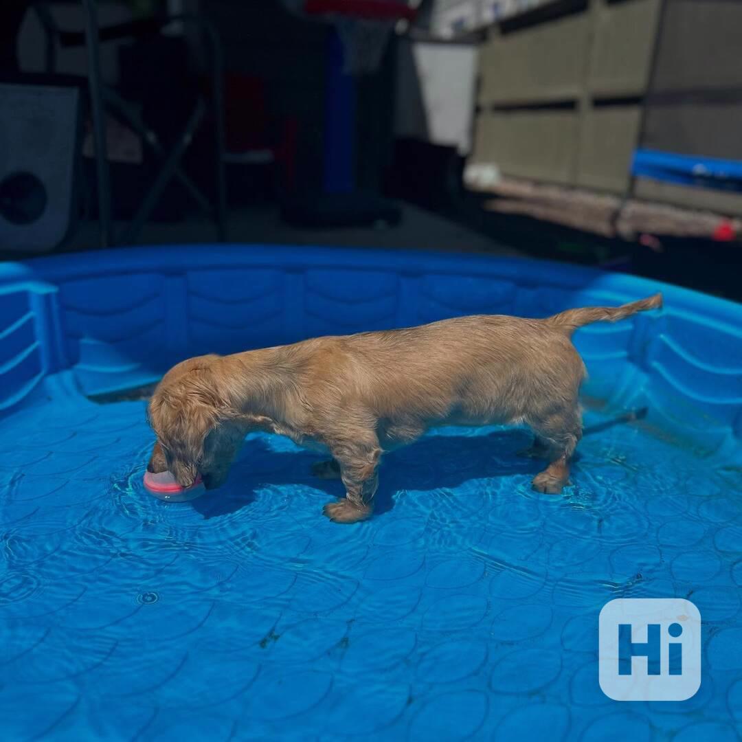 🐾 Milující štěňátka jezevčíka hledají nový domov! 🐾 - foto 1