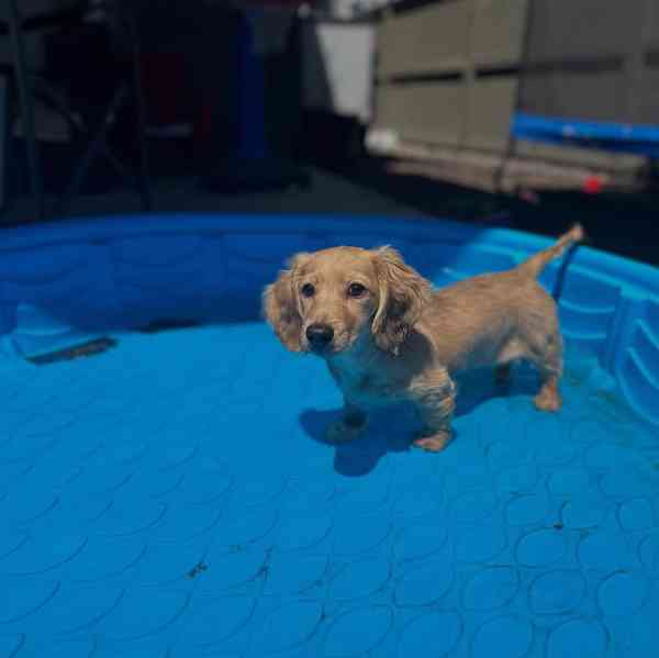 🐾 Milující štěňátka jezevčíka hledají nový domov! 🐾 - foto 4