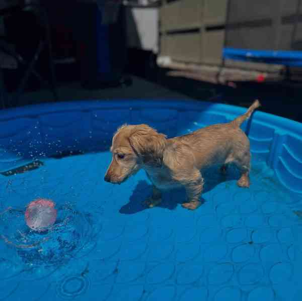 🐾 Milující štěňátka jezevčíka hledají nový domov! 🐾 - foto 3