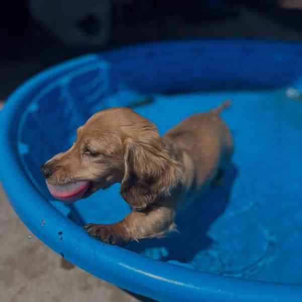 🐾 Milující štěňátka jezevčíka hledají nový domov! 🐾 - foto 2