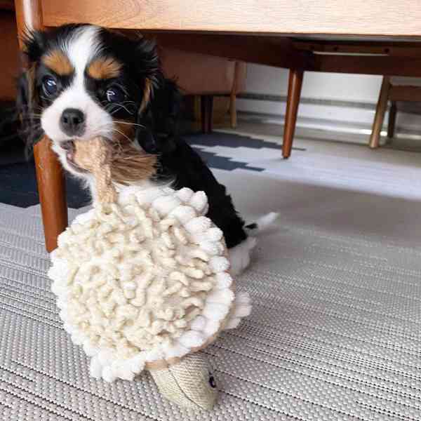 Šteniatka kavaliera king charles  - foto 2