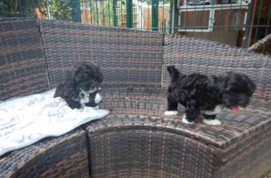 Boloňský psík - foto 1