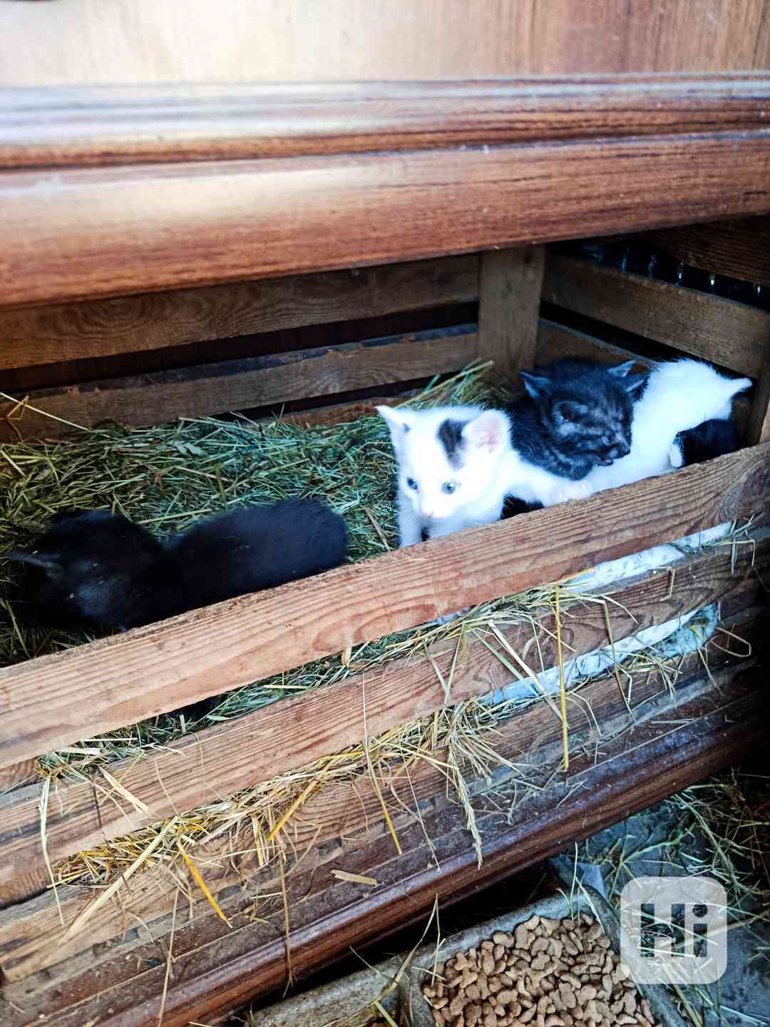 koťata  - foto 1