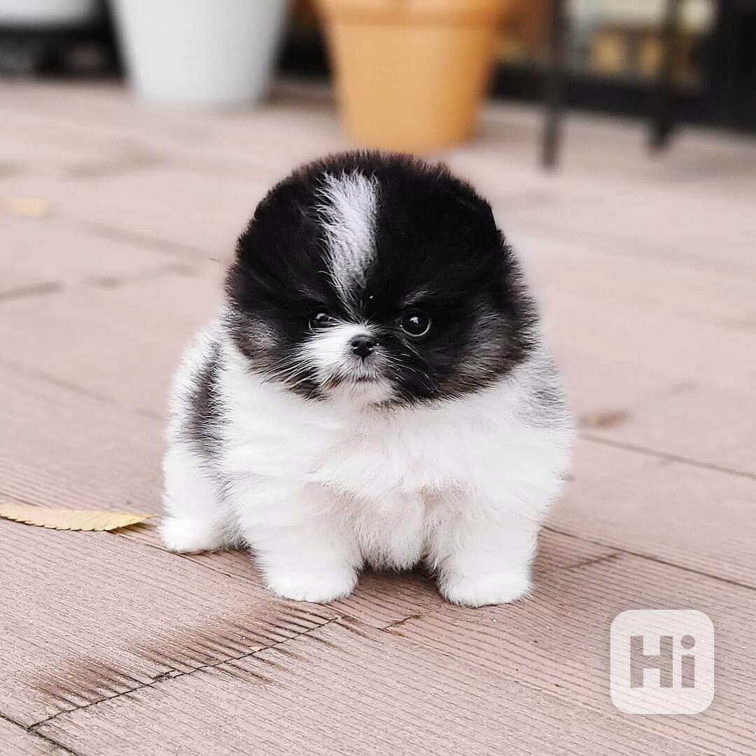 Krásné malé Špicové pomeranian štěně - foto 1
