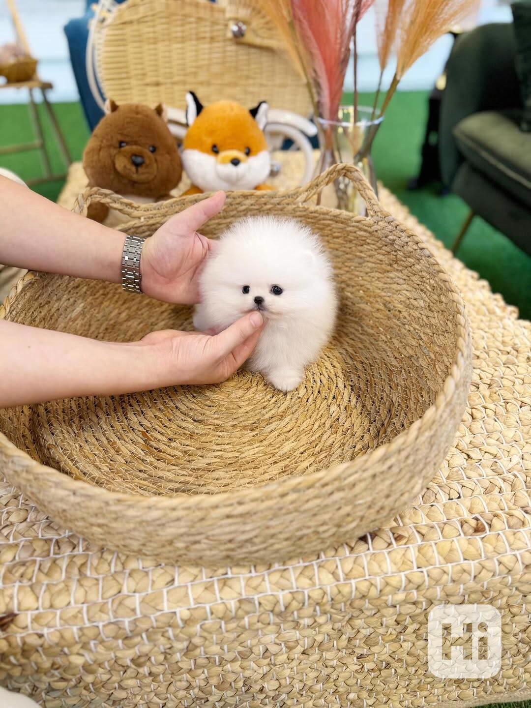 Nádherná štěňata mini pomeranianů – vychovaná s láskou - foto 1