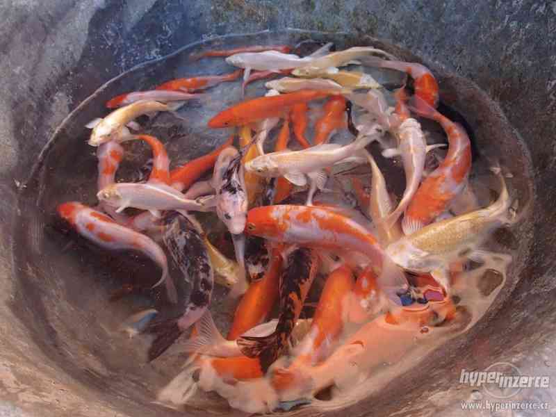 Ryby do jezírka - Koi kapr, karas, jesen zlatý a jeseter - foto 1