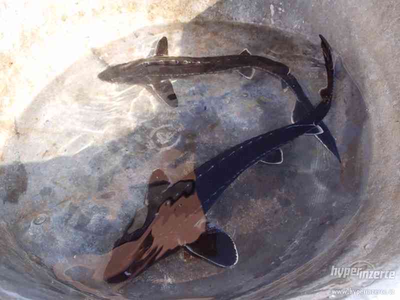 Ryby do jezírka - Koi kapr, karas, jesen zlatý a jeseter - foto 3