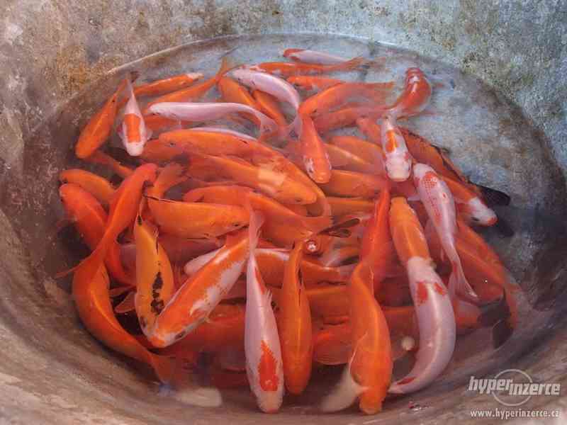 Ryby do jezírka - Koi kapr, karas, jesen zlatý a jeseter - foto 4