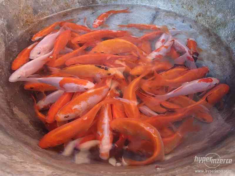 Ryby do jezírka - Koi kapr, karas, jesen zlatý a jeseter - foto 5