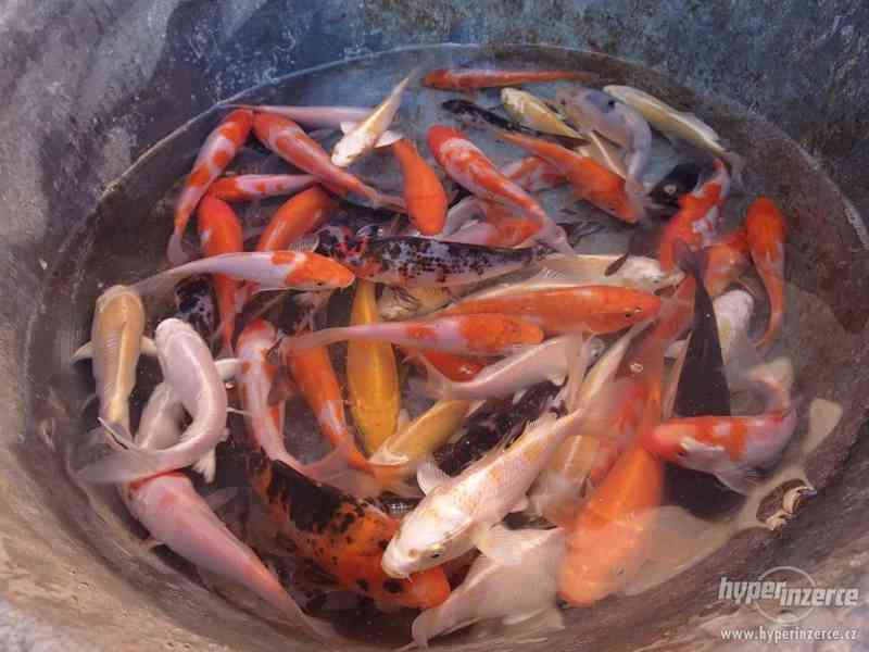 Ryby do jezírka - Koi kapr, karas, jesen zlatý a jeseter - foto 6